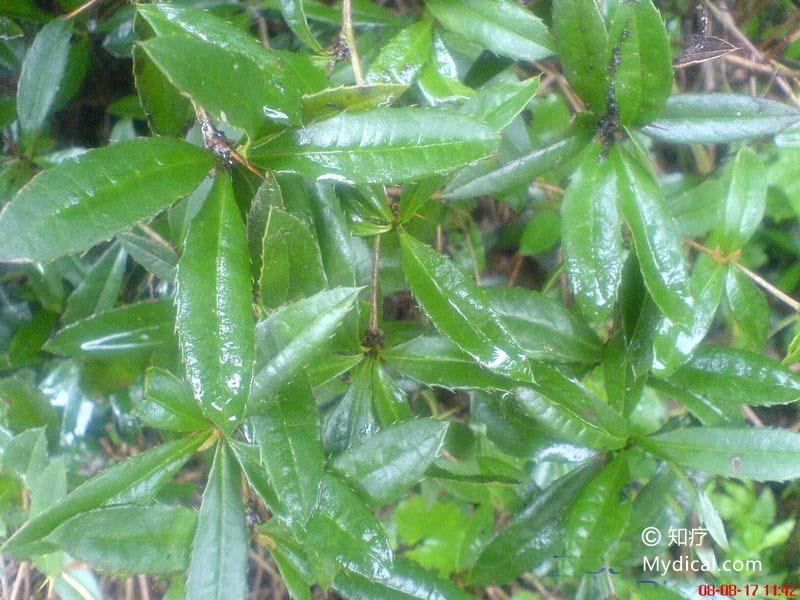 三棵针   植物