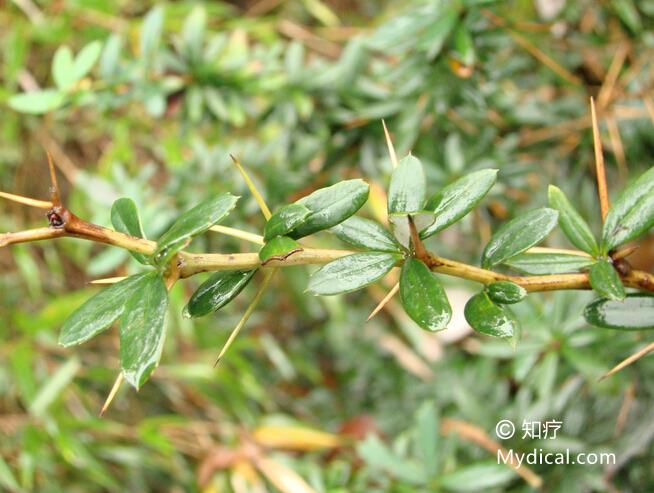 来源:  为小檗科植物九连小檗berberis julianae schneid.