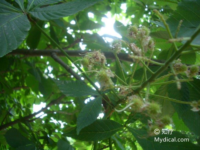 《药材资料汇编,开心果《江苏植药志,索罗果《陕西中药志)