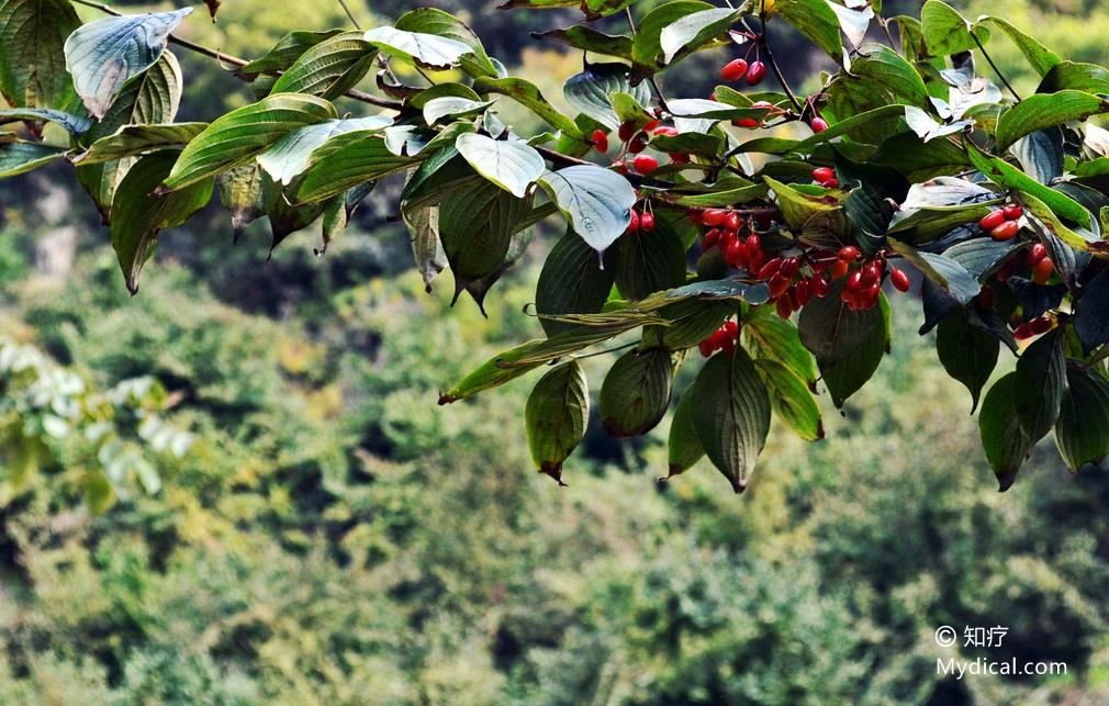 名称:  山茱萸 别名:蜀枣(《本经》),鼠矢,鸡足(《吴普本草》),山萸肉