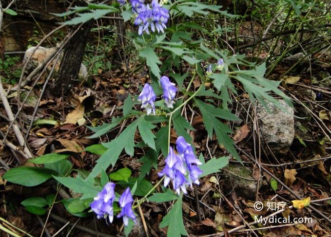 名称:  川乌 别名:川乌头(侯宁极《药谱》)  来源:  为毛茛科植物