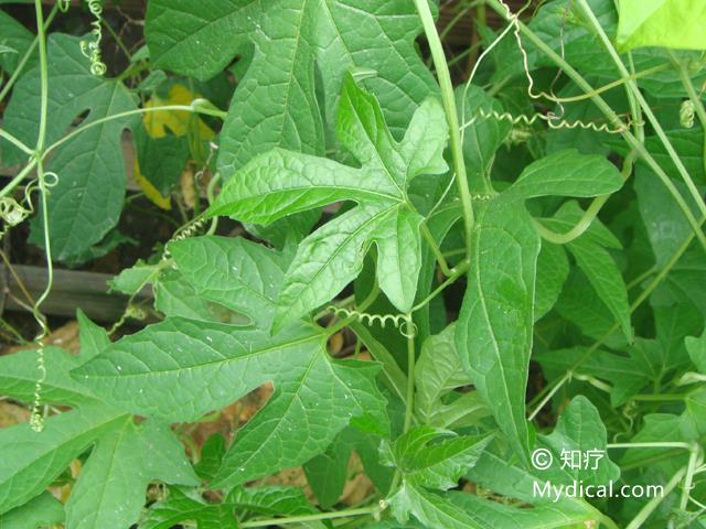 名称:  木鳖子 别名:木蟹(《开宝本草》),土木鳖(《医宗金鉴》),壳木