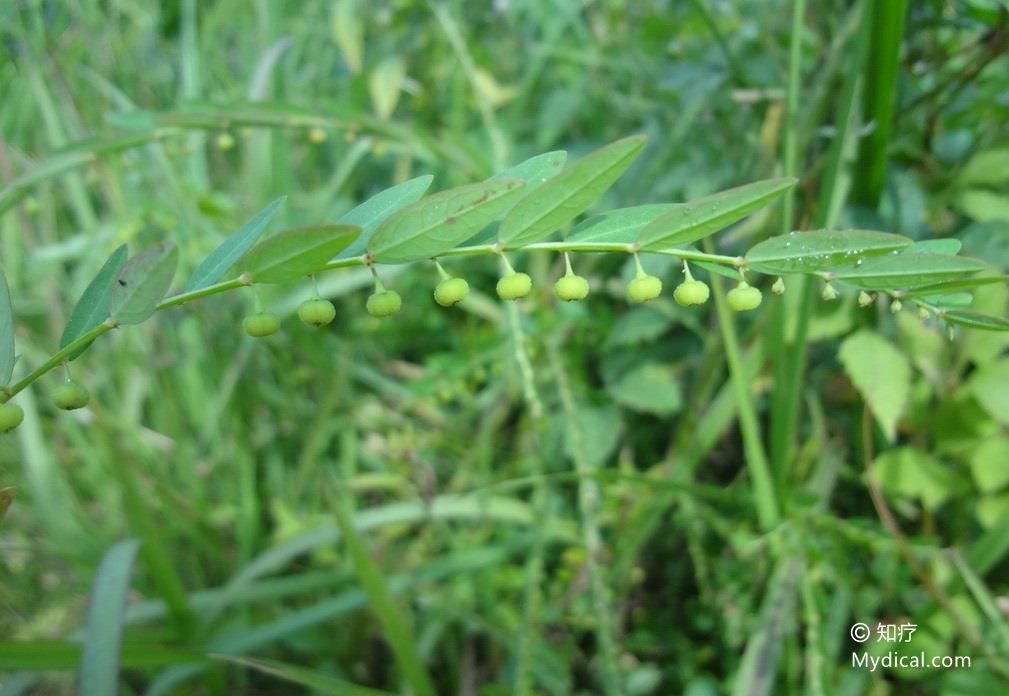 鲫鱼草,胡羞羞(《广州植物志》),老鸦珠(《福建民间草药》),夜合