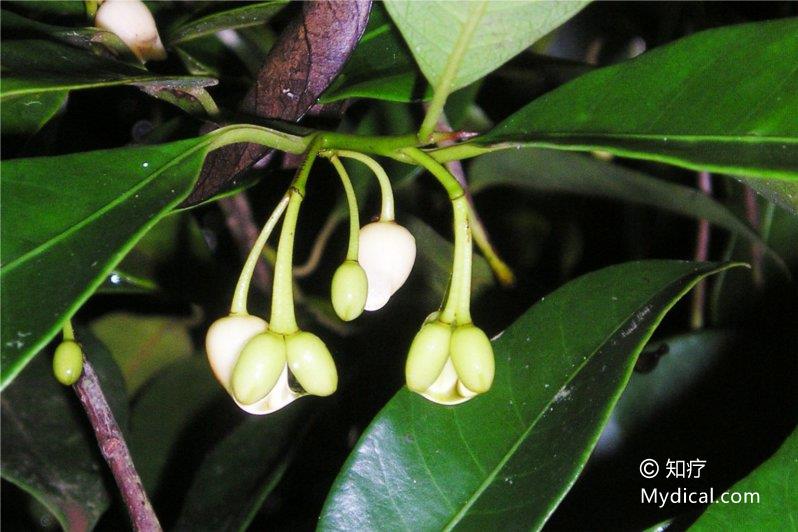 来源:  为肉豆蔻科植物肉豆蔻myristica fragrans houtt的成熟种仁.