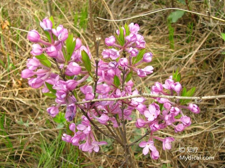 名称:  芫花 别名:芫(《山海经》),去水(《本经》),败花,赤芫,儿草