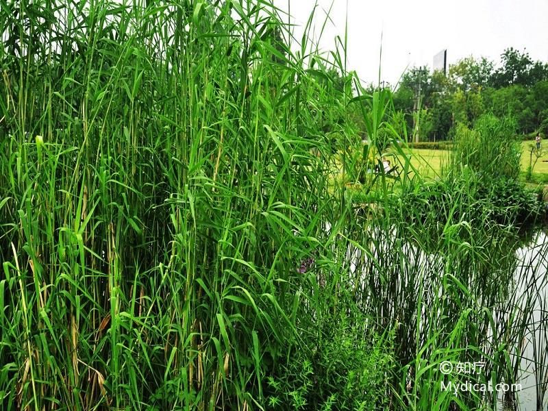 名称:  苇茎 别名:芦茎(《唐本草》),嫩芦梗(《现代实用中药》).