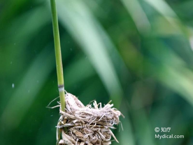 名称:  苇茎 别名:芦茎(《唐本草》),嫩芦梗(《现代实用中药》).