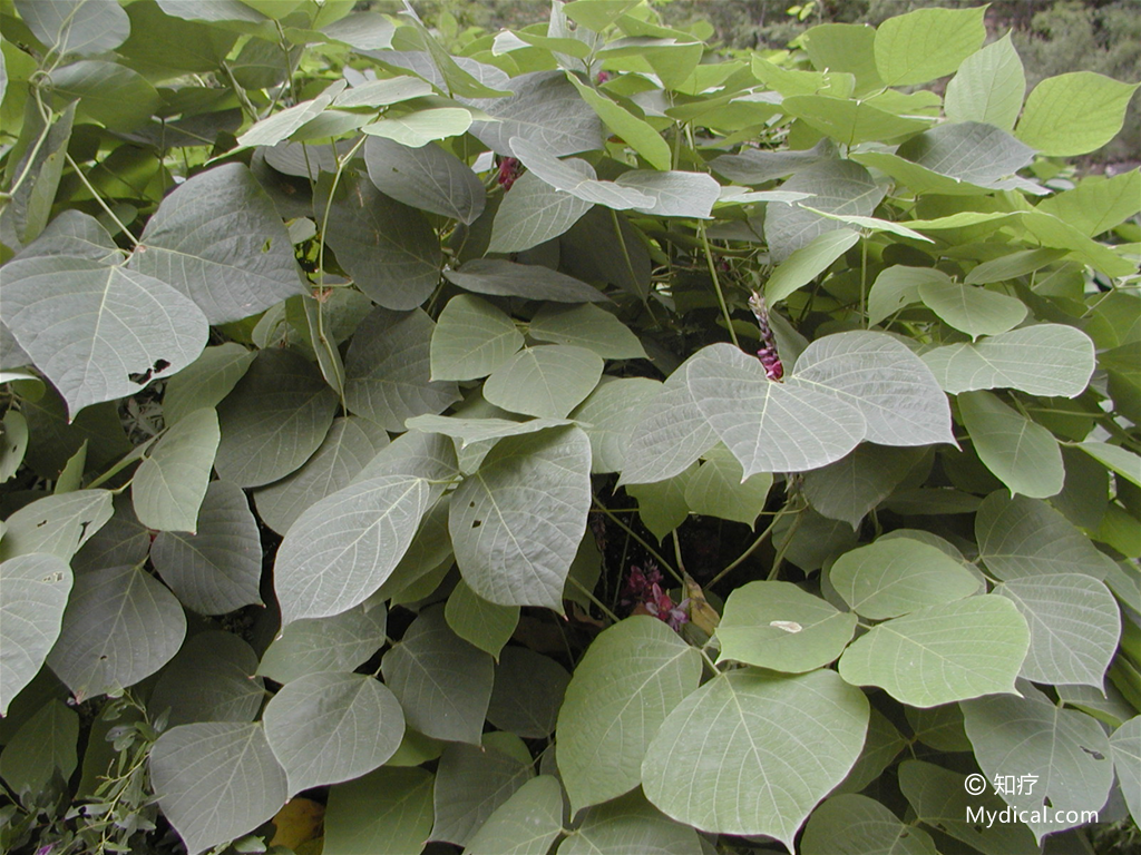 名称:  葛根 别名:干葛(《阎氏小儿方》),甘葛(《滇南本草》),粉葛