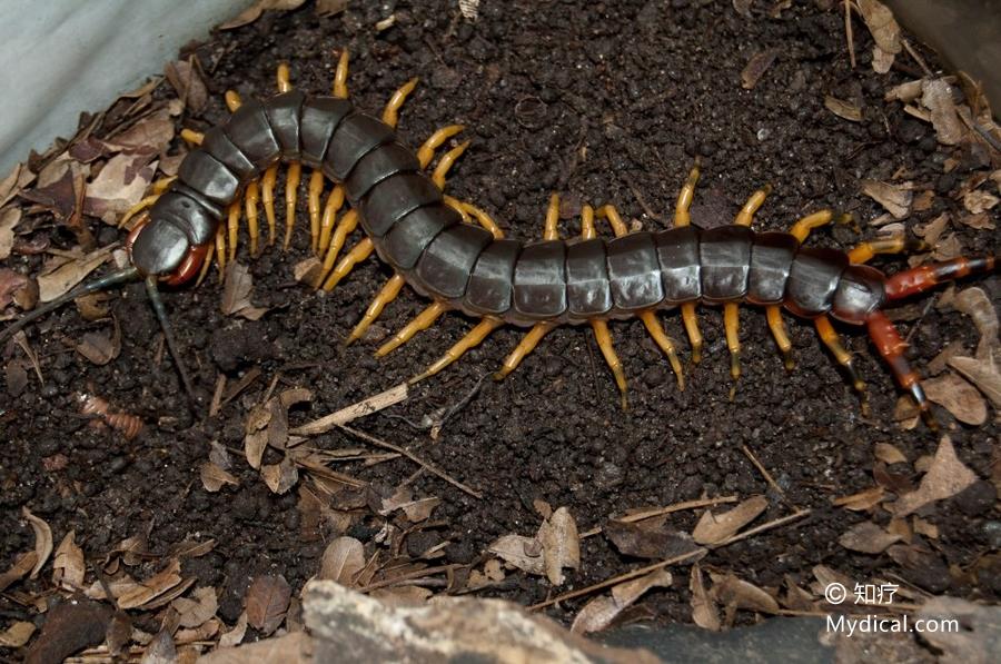 来源:  为蜈蚣科动物少棘巨蜈蚣scolopendra subspinipes mutilans