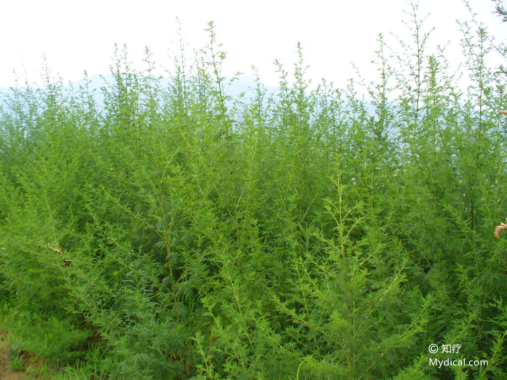 《本经,三庚草《履巉岩本草,野兰蒿《现代实用中药,黑蒿