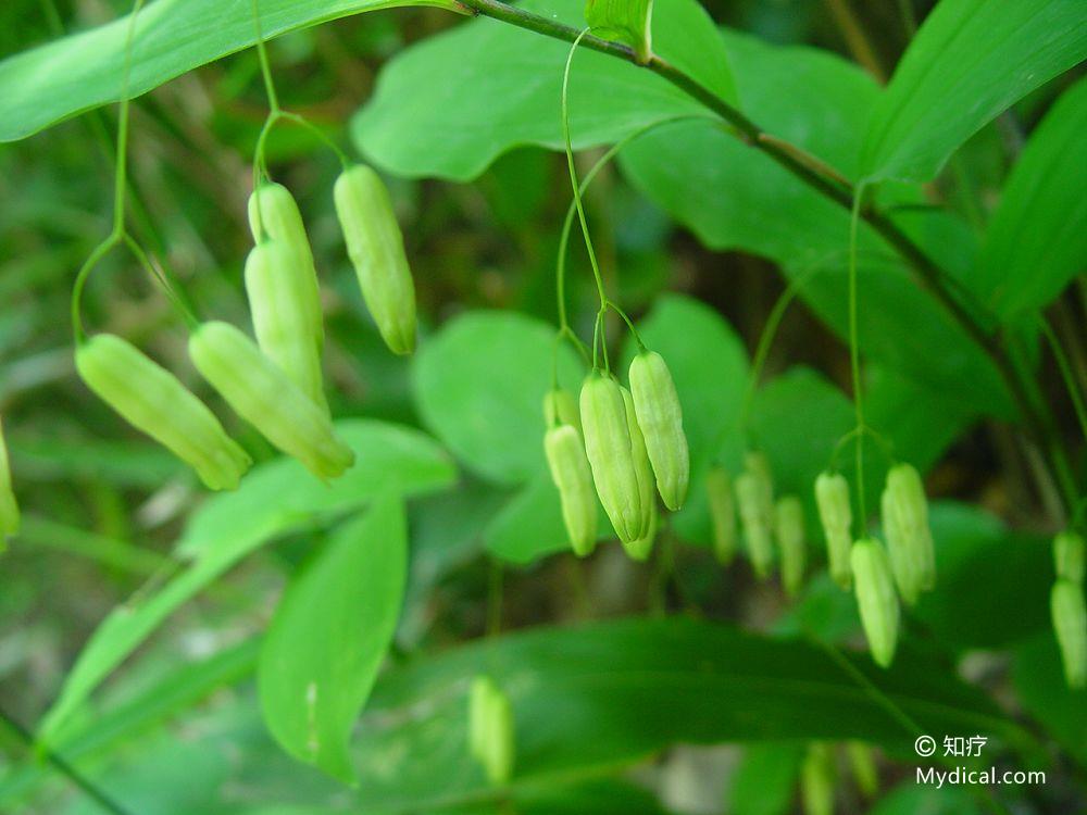 山捣臼(《岭南采药录》),鸡头参(《山西中药志》),黄鸡菜(《中药志